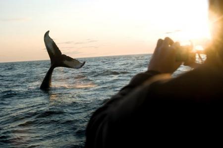 avistamiento-ballenas-canada.jpg