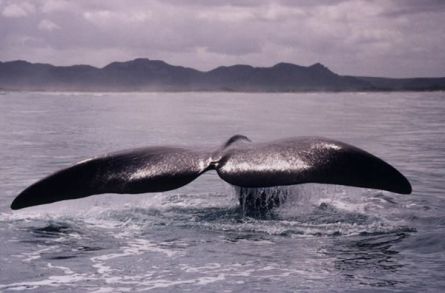 avistamiento-ballenas-hermanus.jpg