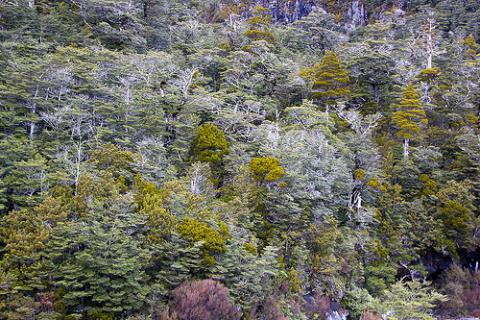 bosque-nueva-zelanda.jpg