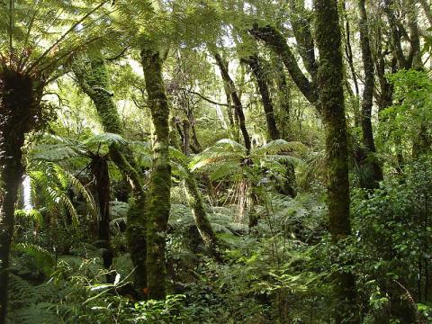 bosque-nueva-zelanda.jpg